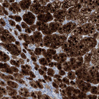 Immunohistochemical staining of human adrenal gland shows strong positivity in glandular cells.
