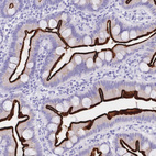 Immunohistochemical staining of human small intestine shows strong membranous positivity in glandular cells.