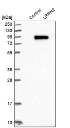 Western blot analysis in control (vector only transfected HEK293T lysate) and LRRN2 over-expression lysate (Co-expressed with a C-terminal myc-DDK tag (~3.1 kDa) in mammalian HEK293T cells, LY404491).