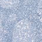 Immunohistochemical staining of human tonsil shows no positivity in lymphoid cells as expected.