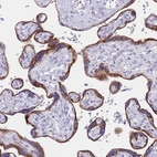 Immunohistochemical staining of human placenta shows weak to moderate positivity in lysosomes in trophoblastic cells.
