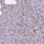 Immunohistochemical staining of human pancreas shows weak to moderate positivity in lysosomes in exocrine glandular cells.