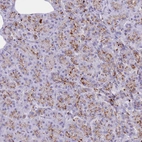 Immunohistochemical staining of human pancreas shows weak to moderate positivity in lysosomes in exocrine glandular cells.