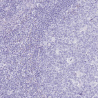 Immunohistochemical staining of human tonsil shows no positivity in non-germinal center cells as expected.
