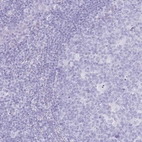 Immunohistochemical staining of human tonsil shows no positivity in non-germinal center cells as expected.
