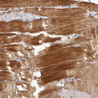 Anti-MRPS10 Antibody