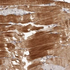 Anti-MRPS10 Antibody