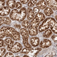 Anti-MRPS10 Antibody