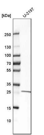 Western blot analysis in human cell line U-2197.