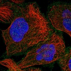 Immunofluorescent staining of human cell line U-2 OS shows localization to plasma membrane & cytosol.