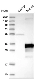 Western blot analysis in control (vector only transfected HEK293T lysate) and RAB23 over-expression lysate (Co-expressed with a C-terminal myc-DDK tag (~3.1 kDa) in mammalian HEK293T cells, LY405187).