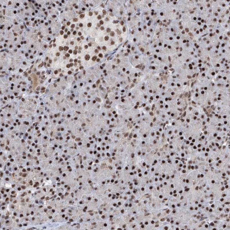 Anti-FBXL4 Antibody
