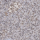 Anti-FBXL4 Antibody