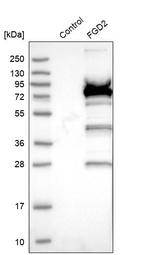 Western blot analysis in control (vector only transfected HEK293T lysate) and FGD2 over-expression lysate (Co-expressed with a C-terminal myc-DDK tag (~3.1 kDa) in mammalian HEK293T cells, LY406469).