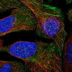Immunofluorescent staining of human cell line U-2 OS shows localization to cytosol & actin filaments.