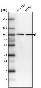 Western blot analysis in mouse cell line NIH-3T3 and rat cell line NBT-II.