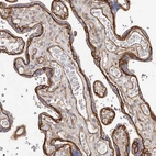 Immunohistochemical staining of human placenta shows high expression.