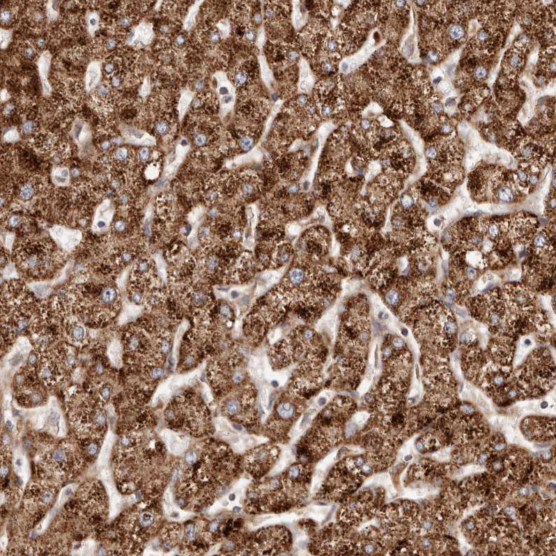 Anti-APOL6 Antibody