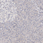 Immunohistochemical staining of human Pancreas shows no positivity in exocrine glandular cells as expected.