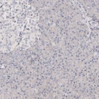 Immunohistochemical staining of human Pancreas shows no positivity in exocrine glandular cells as expected.