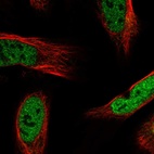 Immunofluorescent staining of human cell line U-2 OS shows localization to nucleoplasm & nuclear bodies.