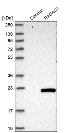 Western blot analysis in control (vector only transfected HEK293T lysate) and RABAC1 over-expression lysate (Co-expressed with a C-terminal myc-DDK tag (~3.1 kDa) in mammalian HEK293T cells, LY401932).