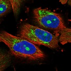Immunofluorescent staining of human cell line U-251 MG shows localization to nucleoli & mitochondria.