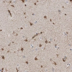 Immunohistochemical staining of human cerebral cortex shows high expression.