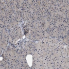 Immunohistochemical staining of human pancreas shows low expression as expected.
