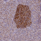 Immunohistochemical staining of human pancreas shows moderate cytoplasmic positivity in islets of Langerhans.