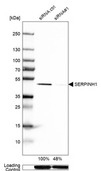 Anti-SERPINH1 Antibody