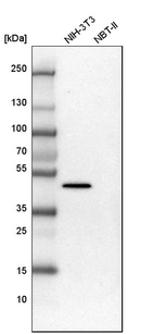 Western blot analysis in mouse cell line NIH-3T3 and rat cell line NBT-II.