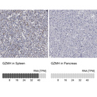 Anti-GZMH Antibody