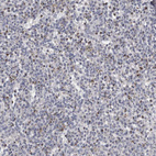 Immunohistochemical staining of human spleen shows moderate granular positivity in cells in red pulp.