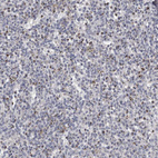 Anti-GZMH Antibody