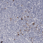 Anti-GZMH Antibody