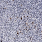 Immunohistochemical staining of human tonsil shows strong granular cytoplasmic positivity in non-germinal center cells.