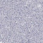 Immunohistochemical staining of human pancreas shows no positivity in exocrine glandular cells as expected.