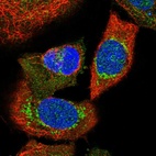 Immunofluorescent staining of human cell line A-431 shows localization to mitochondria.