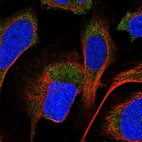 Immunofluorescent staining of human cell line U-2 OS shows localization to cytosol.