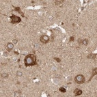 Immunohistochemical staining of human cerebral cortex using Anti-BCAP29 antibody HPA029215.