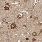 Immunohistochemical staining of human cerebral cortex using Anti-BCAP29 antibody HPA029215.