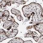 Immunohistochemical staining of human placenta shows strong nuclear positivity in trophoblastic cells.