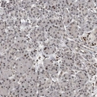 Immunohistochemical staining of human pancreas shows weak to moderate nuclear positivity in exocrine glandular cells.