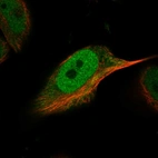 Immunofluorescent staining of human cell line U-251 MG shows localization to nucleoplasm & cytosol.