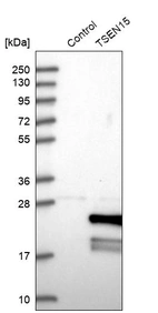 Western blot analysis in control (vector only transfected HEK293T lysate) and TSEN15 over-expression lysate (Co-expressed with a C-terminal myc-DDK tag (~3.1 kDa) in mammalian HEK293T cells, LY409366).