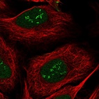 Immunofluorescent staining of human cell line U-2 OS shows localization to nucleus & nucleoli fibrillar center.