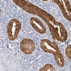 Anti-ZRANB1 Antibody