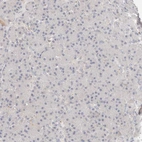 Immunohistochemical staining of human pancreas shows no positivity in exocrine glandular cells as expected.