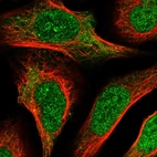 Immunofluorescent staining of human cell line U-2 OS shows localization to nucleoplasm & cytosol.